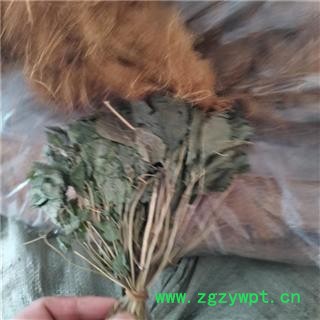 人参叶 产地 吉林省图3