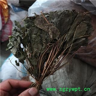 人参叶 产地 吉林省图2