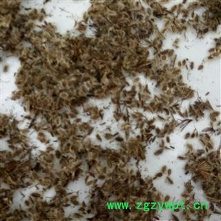 野胡萝卜子 选 产地 河南省平顶山市汝州市图3