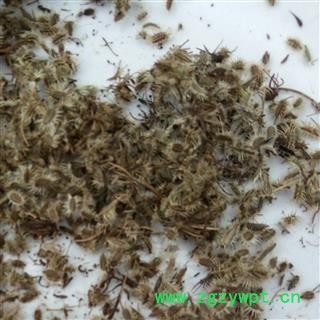 野胡萝卜子 选 产地 河南省平顶山市汝州市图4