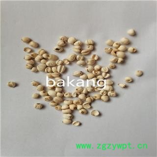 川贝母  松贝母 产地 四川省德阳市图2