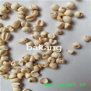 川贝母  松贝母 产地 四川省德阳市图3