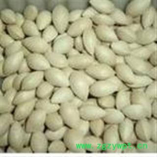 吉康药业中药材白果图2