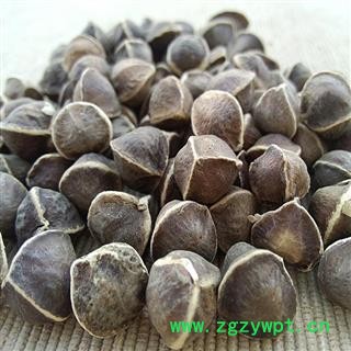吉康药业辣木籽辣木籽个大，无边图2