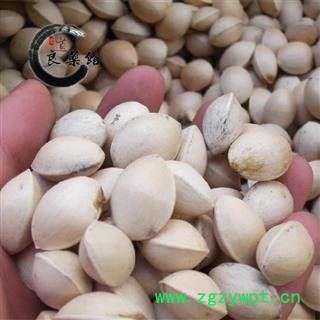 白果 白果统货 产地 江苏省 白果统货 批发供应 批发零售各类中药材中草药新图2