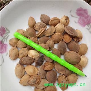 杏仁 统 产地 河南省平顶山市汝州市图4