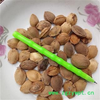 杏仁 统 产地 河南省平顶山市汝州市图3