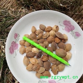 杏仁 统 产地 河南省平顶山市汝州市图2