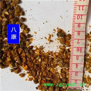 元胡 延胡索(元胡)统粒图2