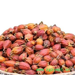 栀子 江西小栀子纯干颜色好 产地江西做良心药 重在品质找吉康药业图2