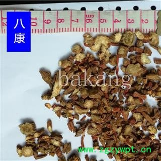 丹参 01片 产地 河北省石家庄市行唐县图3