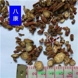 丹参 01片 产地 河北省石家庄市行唐县图2