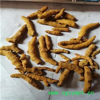 姜黄 个 产地 广西壮族自治区梧州市图2