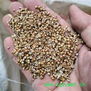 芫荽子 通货 产地 河南省平顶山市汝州市图3