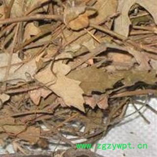 吉康药业 无莿根 赤枝山葡萄 粤蛇葡萄图2