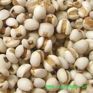 薏米 大薏米 薏苡仁 好货 无碎瓣 产地 贵州省图2