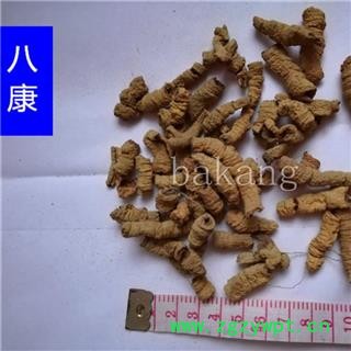 巴戟 肉02 产地 广西壮族自治区图2