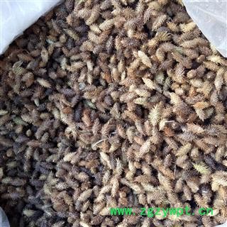 苍耳子 选货 产地 河南省平顶山市汝州市图2