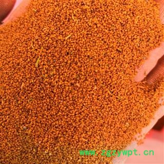 野生葶苈子 葶苈子净货 产地 河南省平顶山市汝州市图4