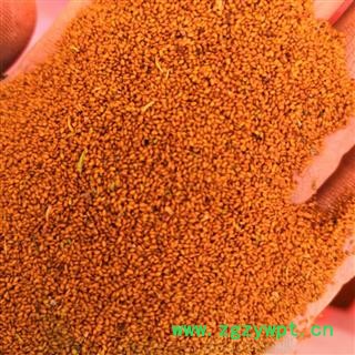 野生葶苈子 葶苈子净货 产地 河南省平顶山市汝州市图3