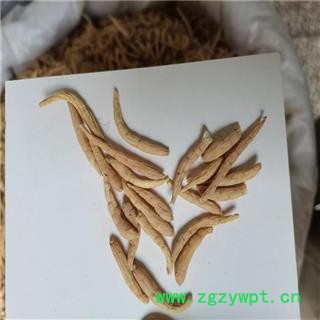 太子参 大选05 产地 贵州省贵阳市白云区图3