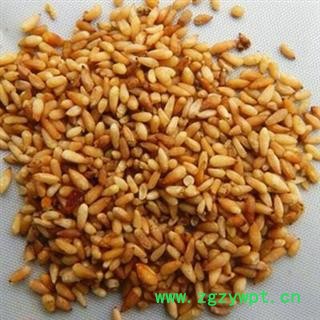 柏子仁 选货无硫95货 大粒净货 颜色好 产地 山东省图2