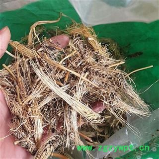 糠谷老 （菌） 看谷老 老谷穗 粟白发 老枪谷 谷子白发.图2