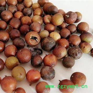吉康药业天竺子  南天竹子 红杷子 天烛子 红枸子 天竹子 南竹子 白天图2