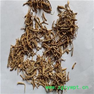 三七 毛根 产地 云南省昭通市图2