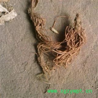 吉康药业大火草 大伙草根 野棉花根 土白头翁 中药药材 冷背药材 白地紫菀图2