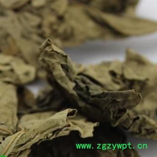 吉康药业蓖麻子蓖麻叶 蓖麻叶图4