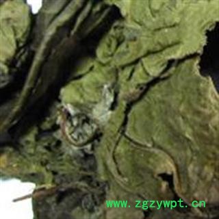 吉康药业蓖麻子蓖麻叶 蓖麻叶图3