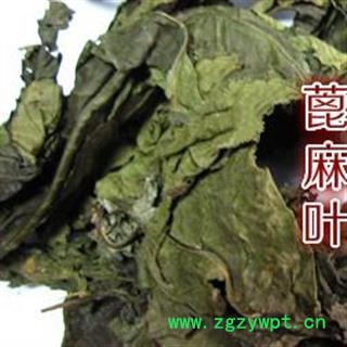 吉康药业蓖麻子蓖麻叶 蓖麻叶图2