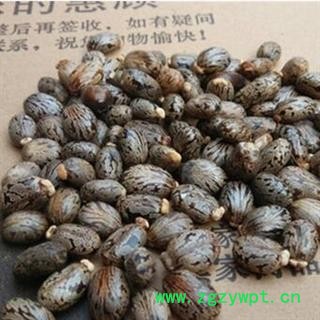 新辉药业中药材蓖麻子图2