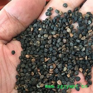 新辉药业曼陀罗子  醉葡萄 天茄子 胡茄子 狗核桃 风茄图2