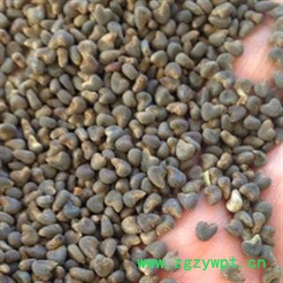 新辉药业冬葵子  葵子 葵菜籽图2