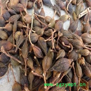 新辉药业中药材青翘  水煮青翘图2