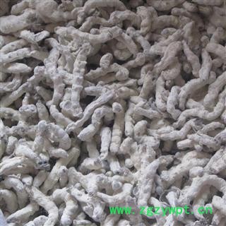 僵蚕 统 产地 广西壮族自治区南宁市上林县 库存 500公斤可售