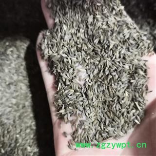 新辉药业正品生菜籽 黑苣胜 莴苣子图2