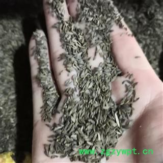 新辉药业正品生菜籽 黑苣胜 莴苣子图3