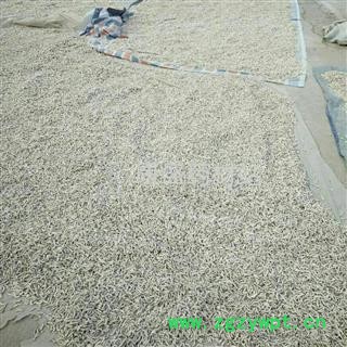 僵蚕 统 产地 江苏省南通市海安县图2