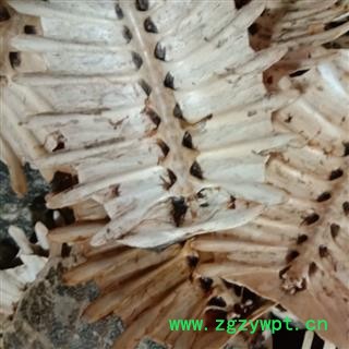 鳖甲 优质， 产地 江苏省盐城市滨海县图2