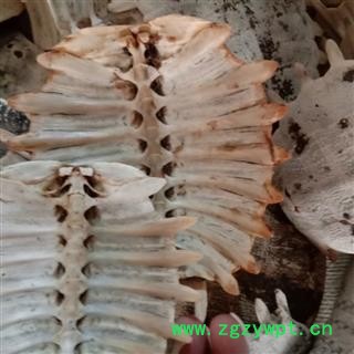 鳖甲 优质， 产地 江苏省盐城市滨海县图3