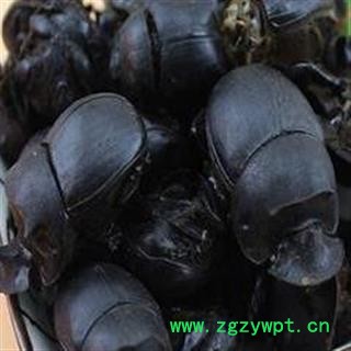 蜣螂 大将军 屎壳郎  统货，水洗货，优质正品 产地 河南省图2