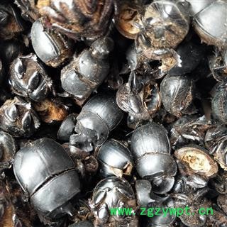 蜣螂 大将军 屎壳郎  统货，水洗货，优质正品 产地 河南省图4