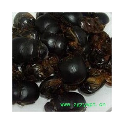 蜣螂 清水货 产地直销 河南省禹州市