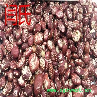 大肾豆  选货图2