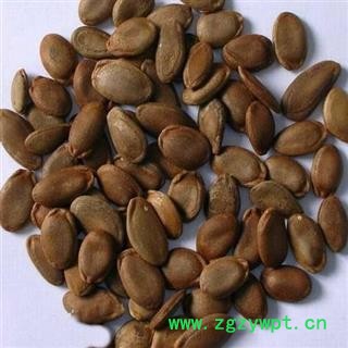 瓜蒌子 双边瓜蒌子统货 产地 山东省 国药堂 专注品质图2