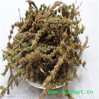 荆芥穗 统 产地 河北省图3