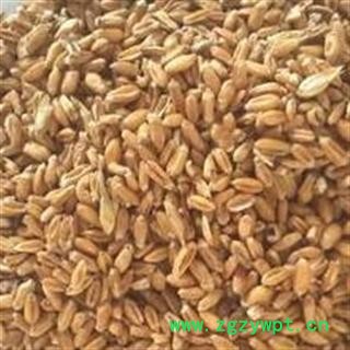 浮小麦 统 国药堂 专注品质 产地 河北省图2